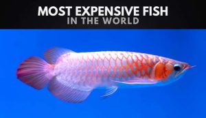 The Most Expensive Fish in the World