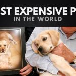 The Most Expensive Pets in the World