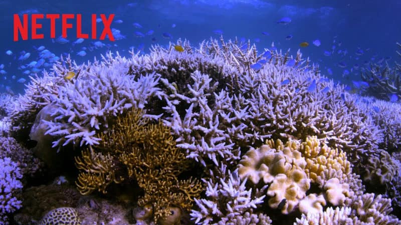 Best Netflix Documentaries - Chasing Coral