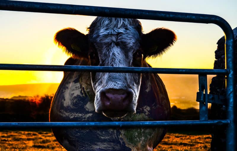 Best Netflix Documentaries - Cowspiracy
