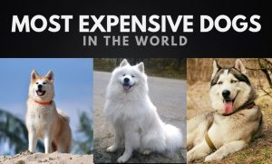 The Most Expensive Dogs in the World