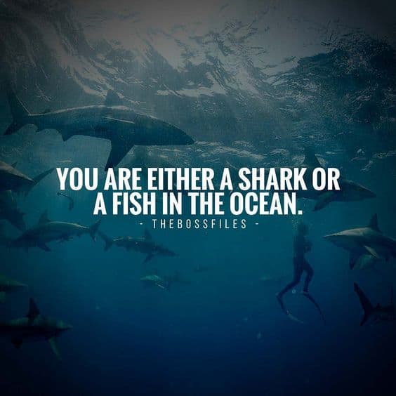 “You are either a shark or a fish in the ocean.” - quote